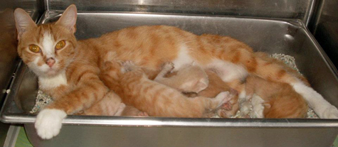orange mama and kits.jpg