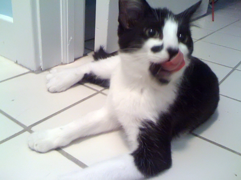 patty lick.jpg