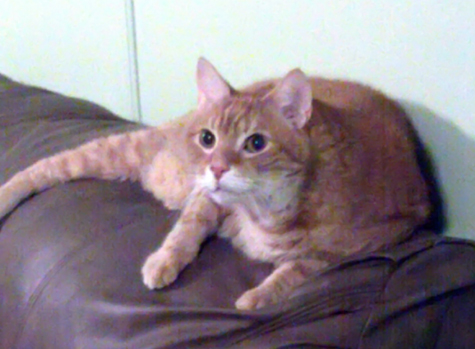 perky rocco.jpg