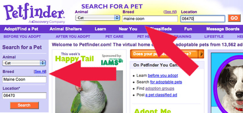 petfinder copy.jpg