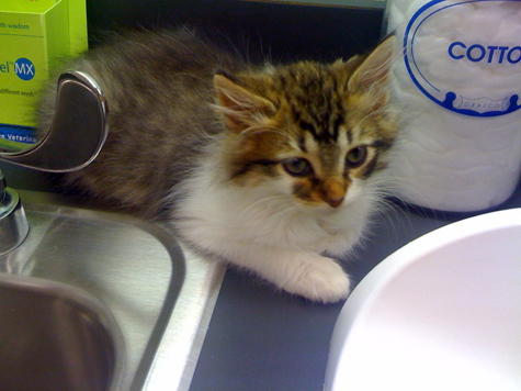 pip at vet_sm.jpg