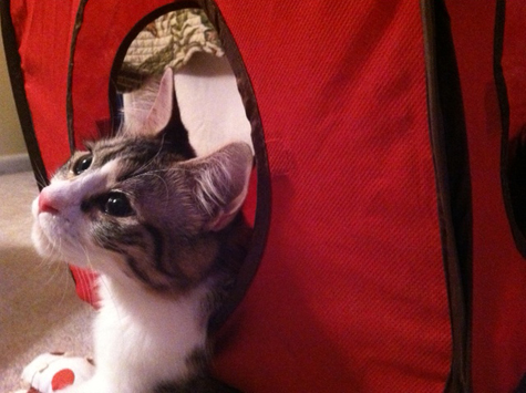 polly in cube.jpg
