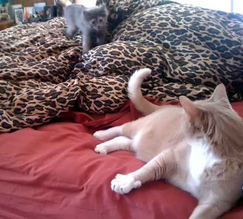prancer an dnicky_sm.jpg