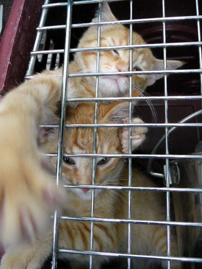 really want out.jpg
