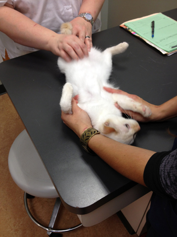 recheck for fleas.jpg