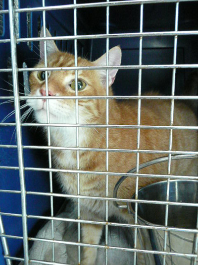 rocco in cage.jpg