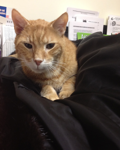 rocco on the coat.jpg