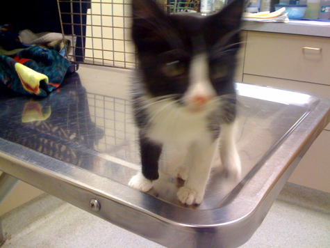rudy at vet.jpg