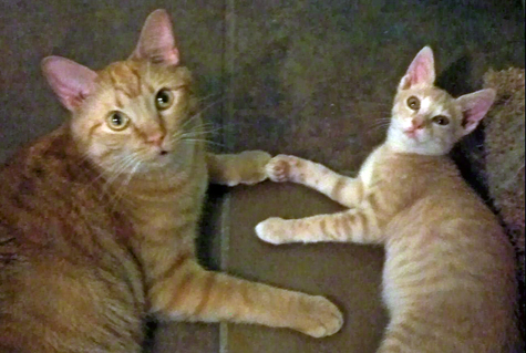 sammy and tater.jpg