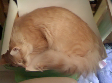 sleeping on pad of paper2_sm.jpg