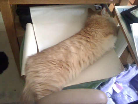 sleeping on pad of paper_Sm.jpg