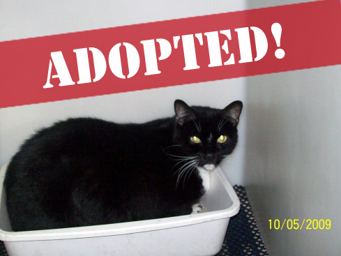 slyvester_2_adopted copy.jpg