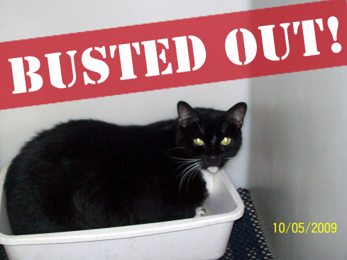 slyvester_2_busted copy.jpg