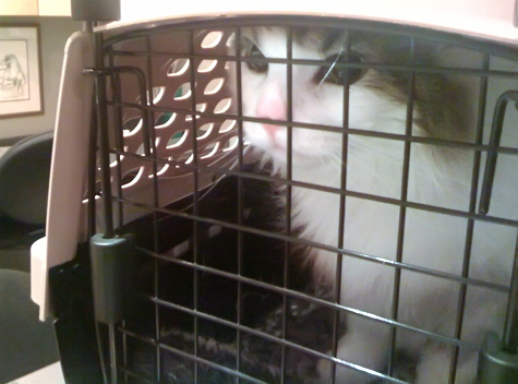 spencer vet 1.20.10c.jpg