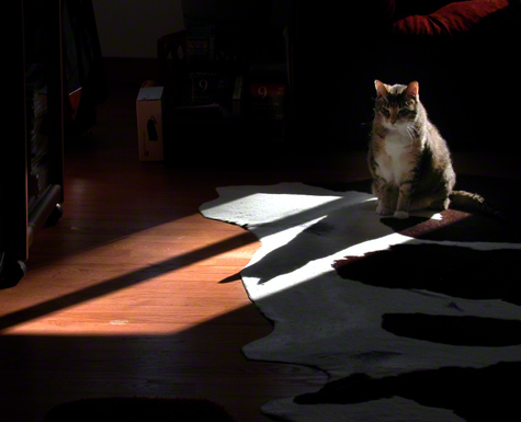 squeegee_shadow copy.jpg