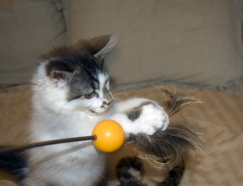 sugar playing sm.jpg