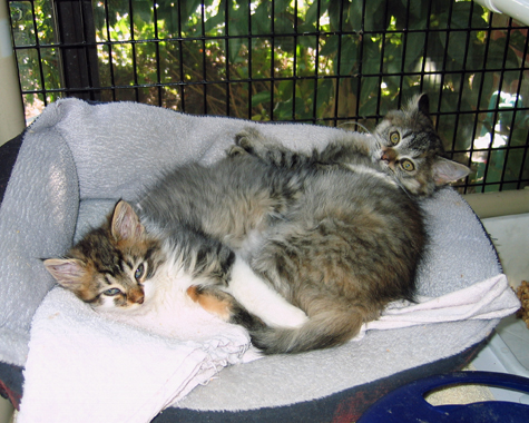super cuties 2sm.jpg
