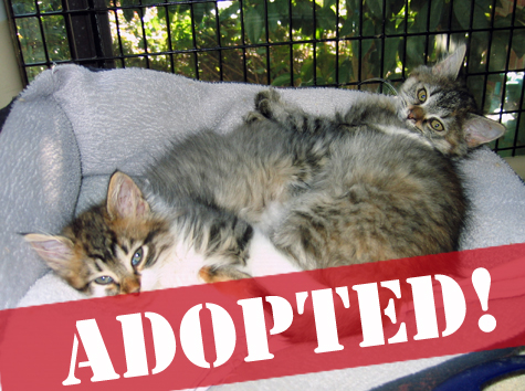 super cuties_SM_adopted copy.jpg