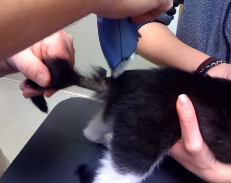 tail shave.jpg