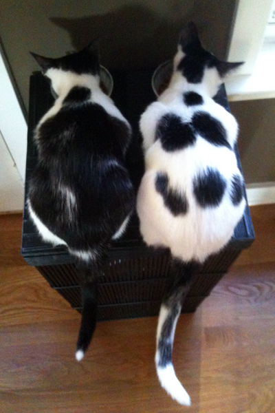 the kittens.jpg