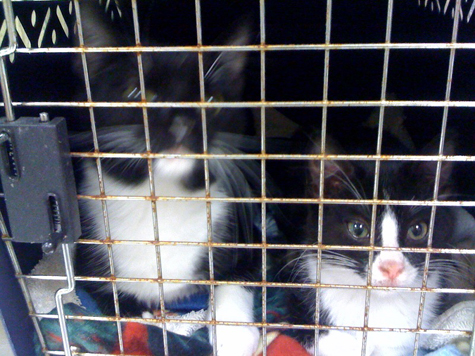 to vet 2_rudy comet.jpg