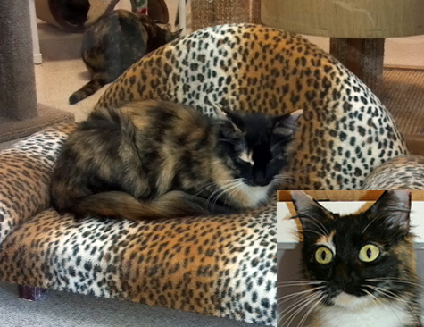 tortie kitty copy.jpg