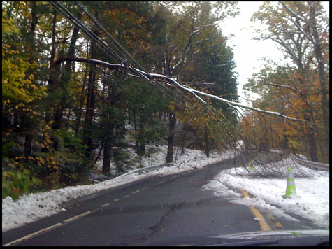tree on wires.jpg