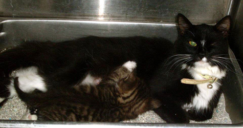 tuxy mama and kit.jpg