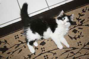 tuxy photo.jpg