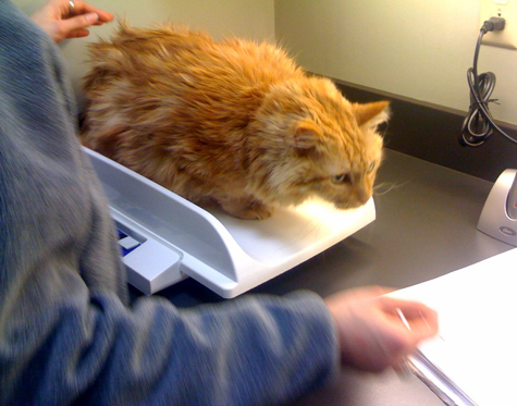 vet 1.20.10.jpg