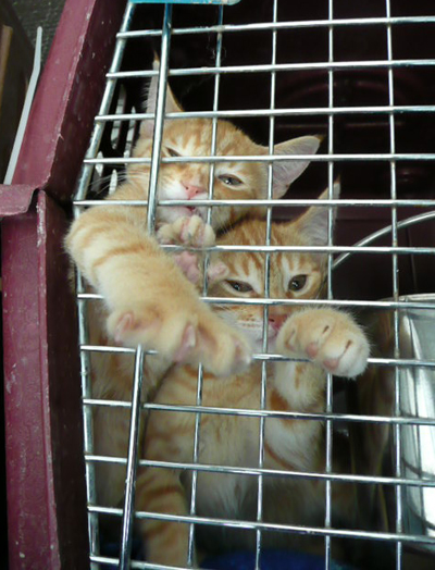 want out.jpg