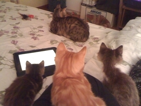 watching tv.jpg
