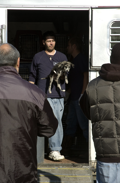 whose puppy.jpg