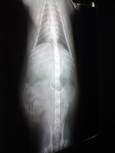 xray 12.3.10_sm.jpg